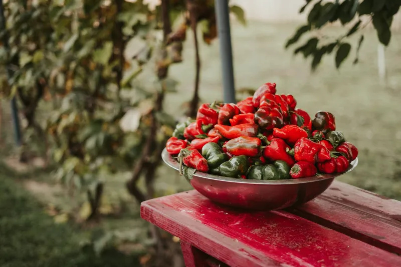 When the Cooler Shows Up Unannounced: How Southern Cooks Handle Whatever Lands on the Porch